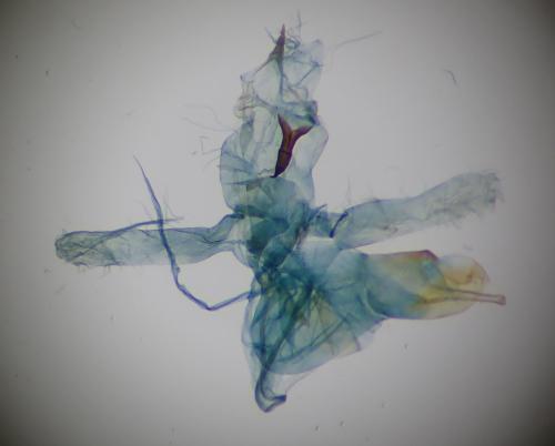 Brachmia inornatella